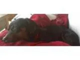 Adopt Ben a Miniature Pinscher Dachshund
