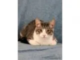 Adopt Dray a Gray or Blue (Mostly) Domestic Shorthair (short coa