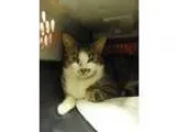Adopt Todd a Brown or Chocolate (Mostly) Domestic Shorthair  Mix