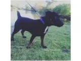 Adopt Calla Lillie a Shepherd Australian Shepherd
