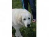 Adopt Harper Lee a Labrador Retriever Great Pyrenees Mixed dog
