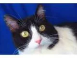Adopt Dart a Domestic Shorthair  Mixed cat in Sherwood OR (15396