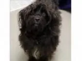Adopt Coal a Poodle Poodle