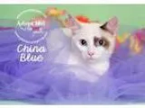 Adopt China Blue a Siamese Torbie