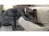 Adopt Rolo a Black Pit Bull Terrier  Labrador Retriever  Mixed d