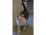 Adopt Cleo a Calico or Dilute Calico Calico (short coat) cat in 