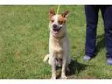 Adopt Merlot a Australian Cattle Dog  Mixed dog in Washington DC