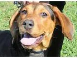 Adopt Sonja a Domestic Shorthair  Mixed cat in Wichita KS (15589