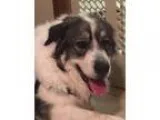 Siberian Husky Puppies and Dogs For SaleAdoption