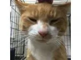 Adopt Brunswick a Domestic Shorthair  Mixed cat in Saratoga Spri