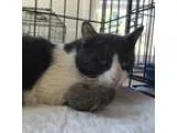 Adopt Averill a Domestic Shorthair  Mixed cat in Saratoga Spring