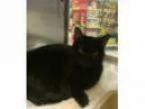 Adopt Pippin (FCID - Brandywine PetSmart) a Domestic Sh