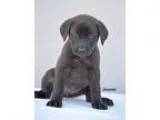 Adopt Emerald a Black Labrador Retriever  Basset Hound  Mixed do