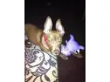 RewardLost quotStolen female Pit quot terrier mix