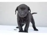 Adopt Onyx a Black Labrador Retriever  Basset Hound  Mixed dog i
