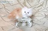Standard Napoleon Kitten ( Munchkin x Persian)