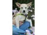 Adopt Paddy a TanYellowFawn Husky  Mixed dog in Mocksville NC (1