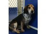 Adopt Jackson a Tricolor (TanBrown and Black and White) Beagle  