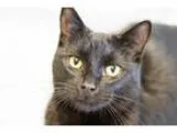 Adopt Prince a Domestic Shorthair  Mixed (short coat) cat in Dea