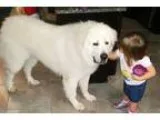 Adopt Buddy a White Great Pyrenees  Mixed dog in Kyle TX (153331
