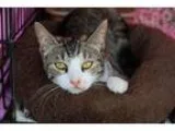 Adopt Alex a Domestic Short Hair Tabby