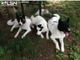 Adopt DOGS LOST - HILHAM TN a Akita