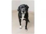 Adopt Johnny D160339 PENDING ADOPTION a Black - with White Beagl