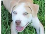 Adopt LOUIE a White - with Tan Yellow or Fawn Terrier (Unknown T