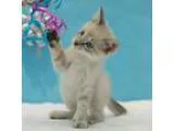 Adopt Crunch a Cream or Ivory (Mostly) Domestic Shorthair (short