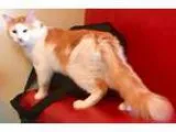 Adopt Marley a Turkish Van Maine Coon