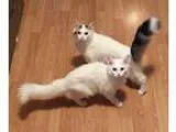 Adopt Sonia a White (Mostly) Domestic Longhair (long coat) cat i
