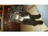 Adopt Blossom a Sheep Dog Poodle