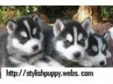 Excellent Siberian Huskies Puppies For Sale