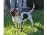 Adopt Quincy Jones a Tricolor (TanBrown and Black and White) Bea