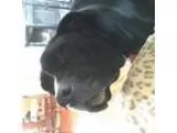 Adopt Biggee a Black Labrador Retriever Boxer