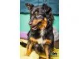 Adopt Livi a Australian Shepherd