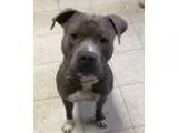 Adopt Montana a GraySilverSalt and Pepper - with White Terrier (