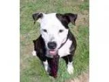 Adopt Frank a Black - with White American Staffordshire Terrier 