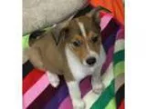 Adopt Nutmeg a Collie