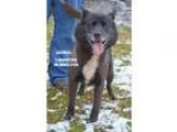 Adopt Jackal a Black - with White Border Collie  Labrador Retrie