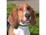 Adopt Duncan a Tricolor (TanBrown and Black and White) Basset Ho