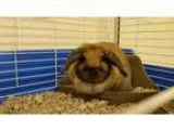 Adopt Bunny a Lop Eared Mini-Lop