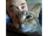 Adopt Tabbi a Brown or Chocolate (Mostly) Domestic Shorthair  Mi