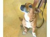 Adopt Lucius a TanYellowFawn - with White Corgi  Mixed dog in Fa