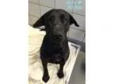 Adopt Nelly a Labrador Retriever