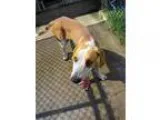 Adopt Jack a Treeing Walker Coonhound
