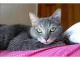 Adopt EVELYN a Gray or Blue Domestic Mediumhair  Mixed (medium c