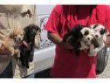 Adopt Sinton Puppies a Shetland Sheepdog Sheltie Terrier