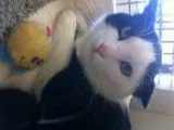Adopt Harley a Black and White or Tuxedo Domestic Shorthair (sho
