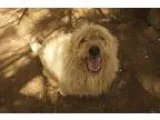 Adopt JULIE a Labrador Retriever  Poodle (Miniature)  Mixed dog 